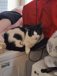 Reunited Male Cat last seen Iris and Sunflower Path on Ottarnic Pond, Hudson, NH 03051