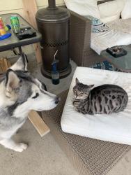 Lost Male Cat last seen Lakeview blvd, North Fort Myers, FL 33903