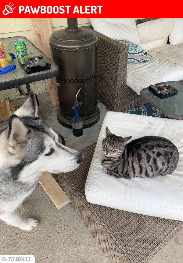 Lost Male Cat last seen Lakeview blvd, North Fort Myers, FL 33903