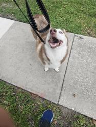 Reunited Male Dog last seen Mellowood and Pine Meadows, Orlando, FL 32825