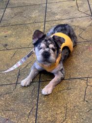 Reunited Female Dog last seen Topeka & Parallel, Fresno, CA 93721