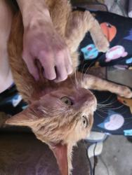 Lost Male Cat last seen 41st Street and Harvard, Tulsa, OK 74135