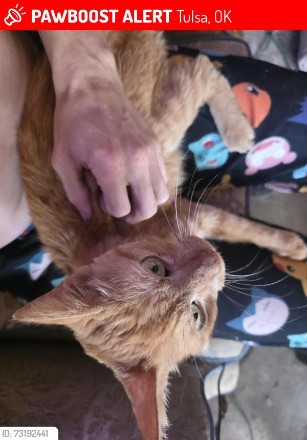 Lost Male Cat last seen 41st Street and Harvard, Tulsa, OK 74135