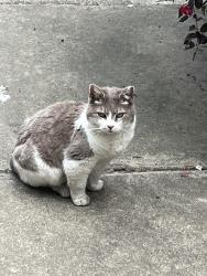 Lost Unknown Cat last seen O st and N 22nd st, Richmond, VA 23223