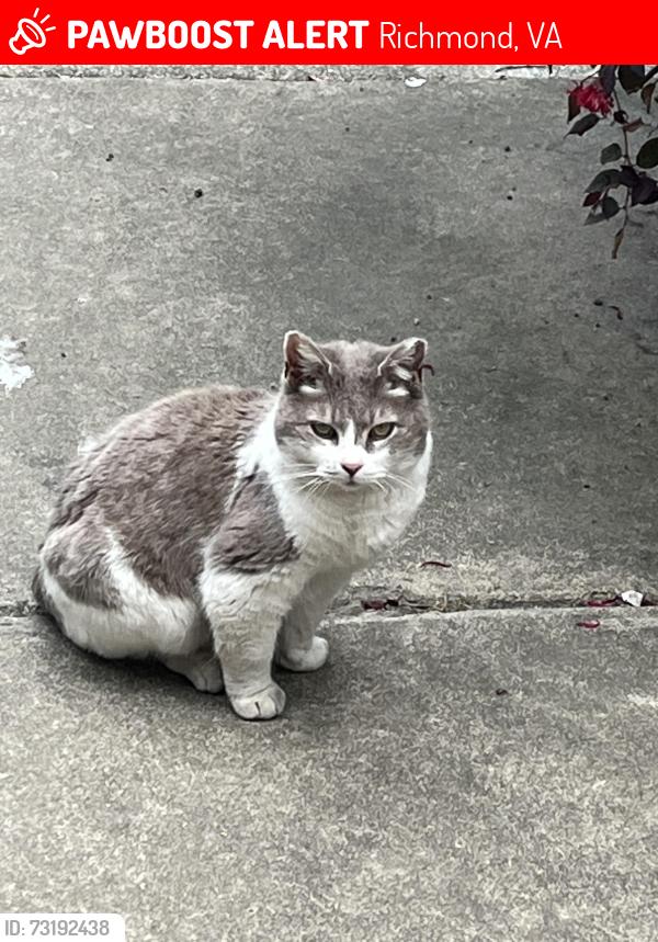 Lost Unknown Cat last seen O st and N 22nd st, Richmond, VA 23223