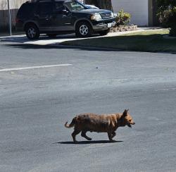 Reunited Female Dog last seen E. Griffith Way and Harrison, Old Fig Garden, CA 93704