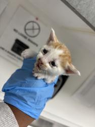 Shelter Stray Male Cat last seen Near 86th ave, Oakland, CA, 1101 29th Ave, Oakland, CA 94601, USA