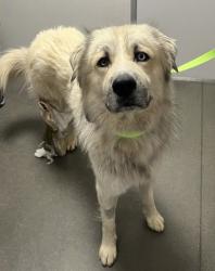 Shelter Stray Male Dog last seen S Clovis Ave & E Manning Ave, Fowler Zone Fresno CO 3 93625, CA, 1510 W Dan Ronquillo Dr, Fresno, CA 93706, USA