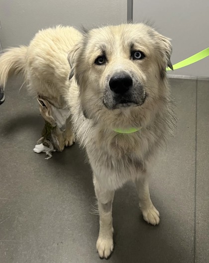 Shelter Stray Male Dog last seen S Clovis Ave & E Manning Ave, Fowler Zone Fresno CO 3 93625, CA, 1510 W Dan Ronquillo Dr, Fresno, CA 93706, USA