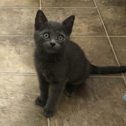 Shelter Stray Male Cat last seen Near Data Dr, Rancho Cordova, CA, 6201 Florin Perkins Rd, Sacramento, CA 95828, USA