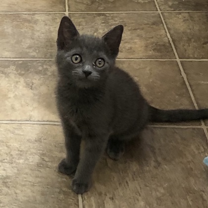 Shelter Stray Male Cat last seen Near Data Dr, Rancho Cordova, CA, 6201 Florin Perkins Rd, Sacramento, CA 95828, USA