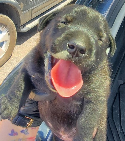 Shelter Stray Male Dog last seen Near Pan American, CITY of El Paso, TX, 5001 Fred Wilson Ave, El Paso, TX 79906, USA