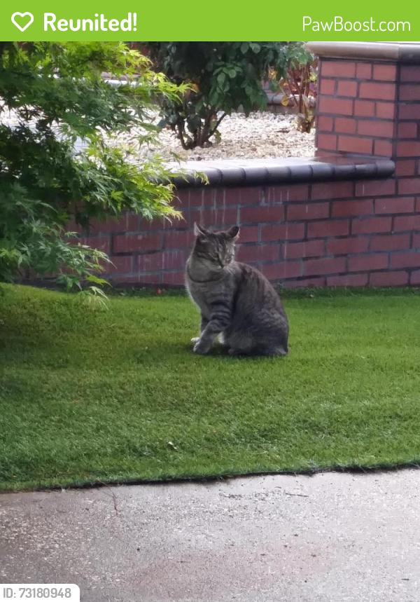 Reunited Female Cat last seen Croydon way, Rancho Cordova, CA 95670
