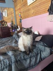 Lost Male Cat last seen Hovey, Grand Rapids, MI 49504