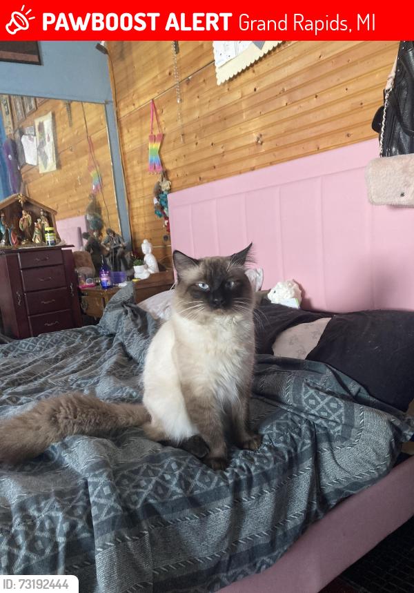 Lost Male Cat last seen Hovey, Grand Rapids, MI 49504