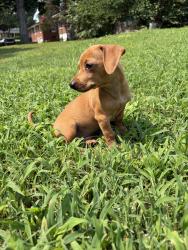 Reunited Male Dog last seen Moose rd kannapolis nc, Kannapolis, NC 28083