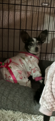 Lost Female Dog last seen North Lauderdale City Hall, North Lauderdale, FL 33068