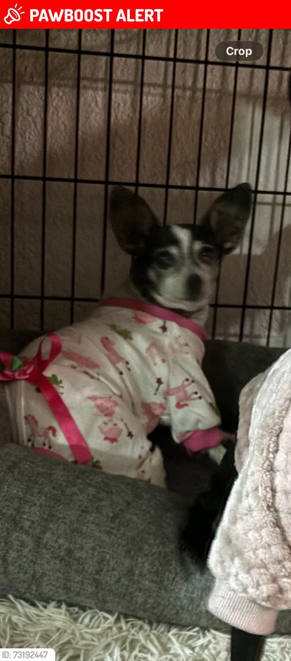 Lost Female Dog last seen North Lauderdale City Hall, North Lauderdale, FL 33068