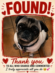 Reunited Male Dog last seen Savannah Ave, El Paso, TX 79930