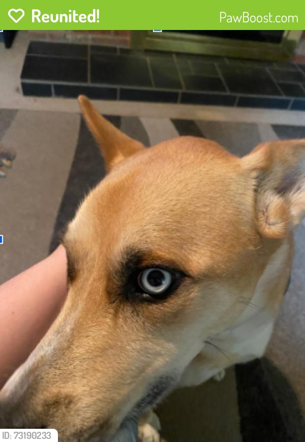 Reunited Male Dog last seen e frnaklin blvd in gastonina running towards badazzled bridal shop, Gastonia, NC 28054