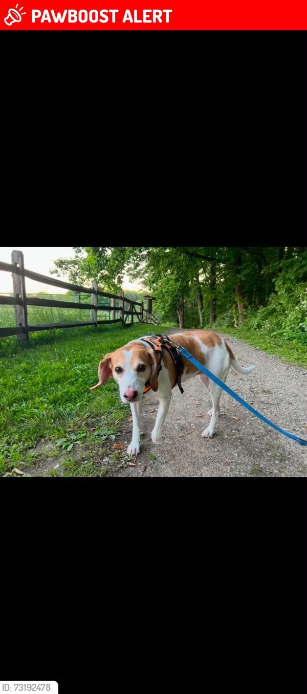 Lost Female Dog last seen Waverly Rd and Limekiln Pike Glenside, PA, Cheltenham Township, PA 19038