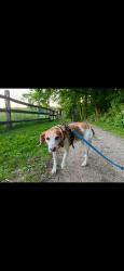 Lost Female Dog last seen Waverly Rd and Limekiln Pike Glenside, PA, Cheltenham Township, PA 19038