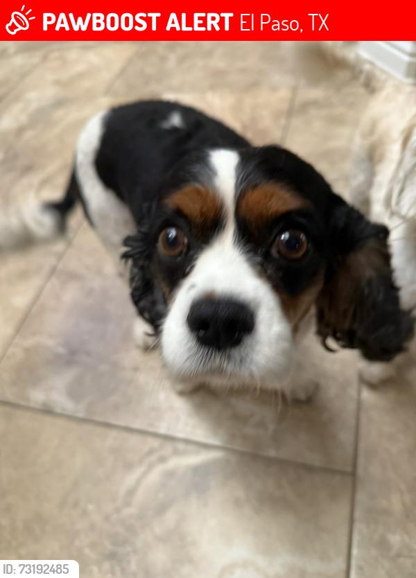 Lost Male Dog last seen Montwood HS, El Paso, TX 79936