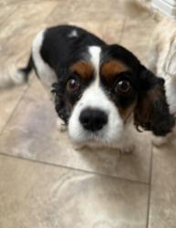 Lost Male Dog last seen Montwood HS, El Paso, TX 79936