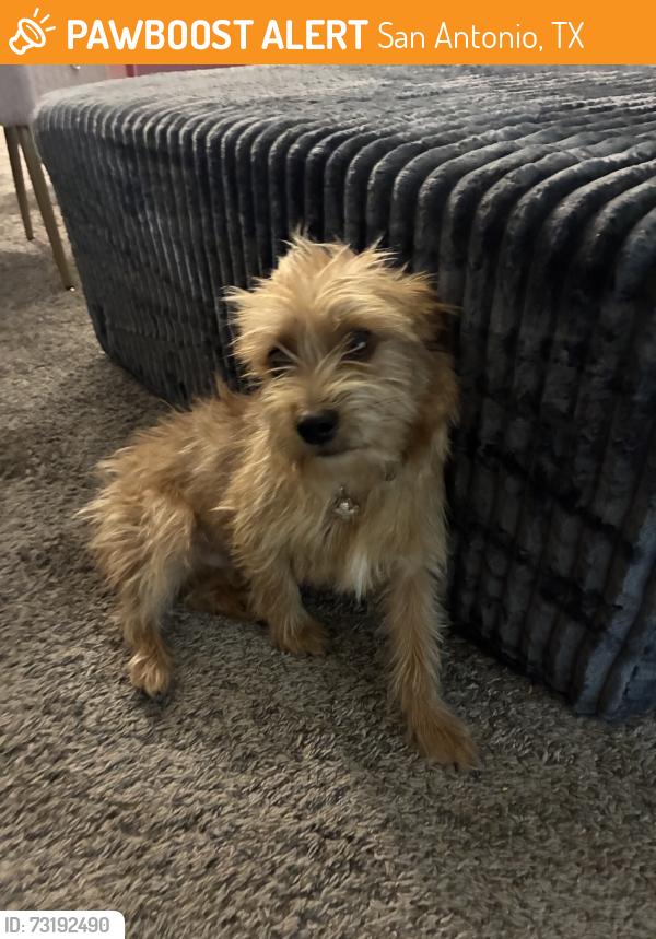Found/Stray Male Dog last seen Tupelo ln, San Antonio, TX 78229