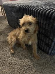 Found/Stray Male Dog last seen Tupelo ln, San Antonio, TX 78229