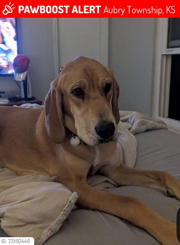 Lost Male Dog last seen Bourgmont Winery Spring Hill KS area, Aubry Township, KS 66083