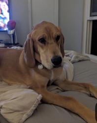 Lost Male Dog last seen Bourgmont Winery Spring Hill KS area, Aubry Township, KS 66083