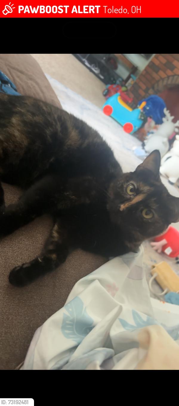 Lost Female Cat last seen Detroit/laskey/bennett, Toledo, OH 43612