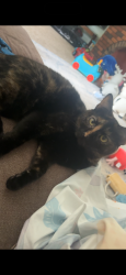 Lost Female Cat last seen Detroit/laskey/bennett, Toledo, OH 43612