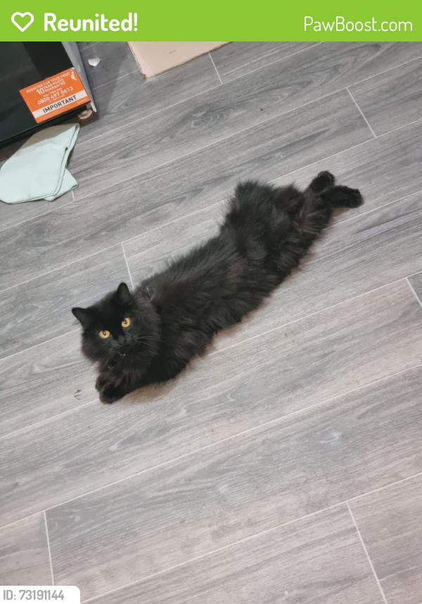 Reunited Female Cat last seen Leafere way Leverington, Leverington, England 