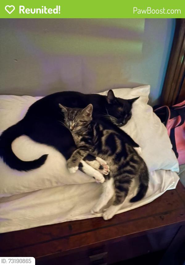 Reunited Female Cat last seen Trumbull marriot, Trumbull, CT 06611