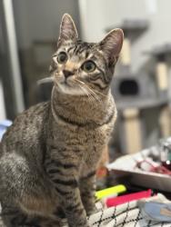 Lost Female Cat last seen Pine Crest and Ridgewood, Tyler, TX 75799