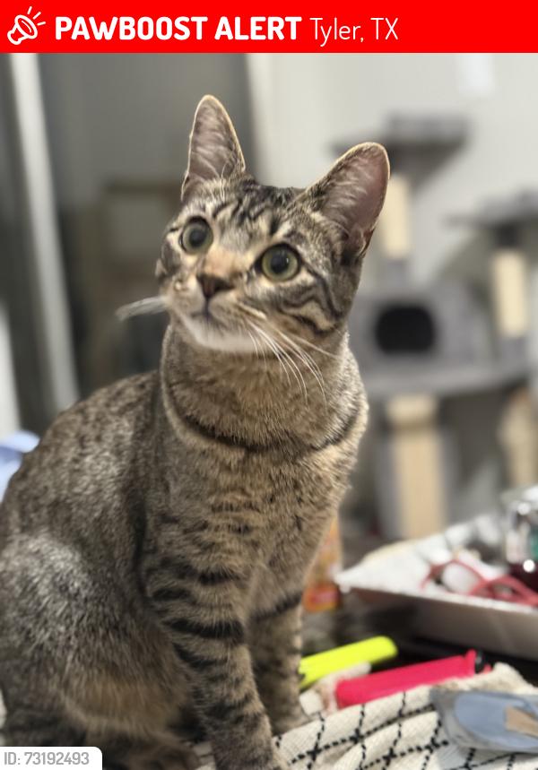 Lost Female Cat last seen Pine Crest and Ridgewood, Tyler, TX 75799