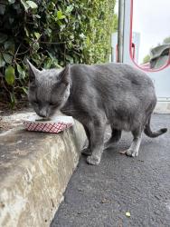 Found/Stray Unknown Cat last seen Tustin Ranch Rd. & Walnut Ave., Tustin, CA 92780
