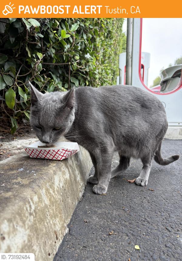 Found/Stray Unknown Cat last seen Tustin Ranch Rd. & Walnut Ave., Tustin, CA 92780