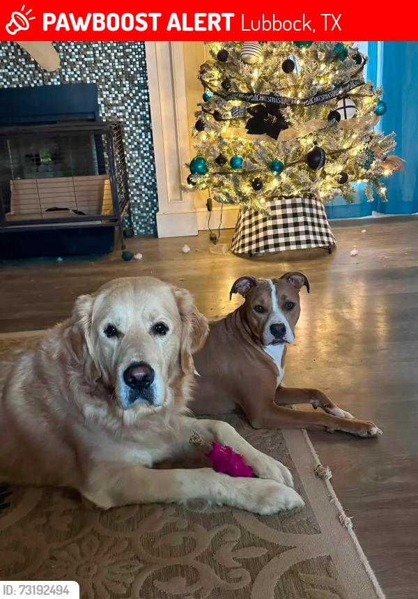 Lost Female Dog last seen 105th Indiana Ave., Lubbock, TX 79423