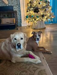 Lost Female Dog last seen 105th Indiana Ave., Lubbock, TX 79423