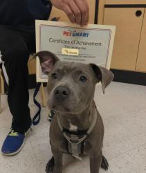 Reunited Male Dog last seen Dunnock ct, Richland County, SC 29229