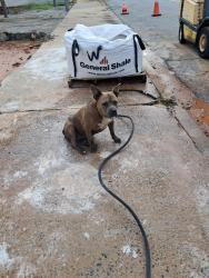 Reunited Female Dog last seen Anmed hosp, battlecats, Anderson, SC 29624