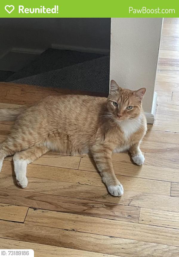 Reunited Male Cat last seen Olympus Splendor neighborhood, Salt Lake City, UT 84124