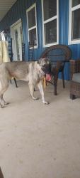 Found/Stray Female Dog last seen Near and Salt Creek Rd, Wise County, TX 76082