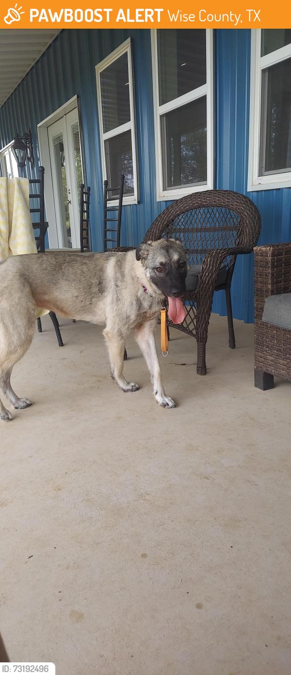 Found/Stray Female Dog last seen Near and Salt Creek Rd, Wise County, TX 76082