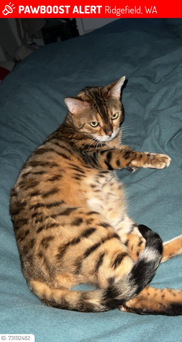 Lost Male Cat last seen Clark county fair, Ridgefield, WA 98642