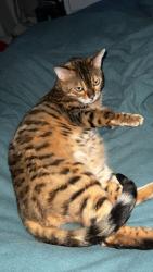 Lost Male Cat last seen Clark county fair, Ridgefield, WA 98642