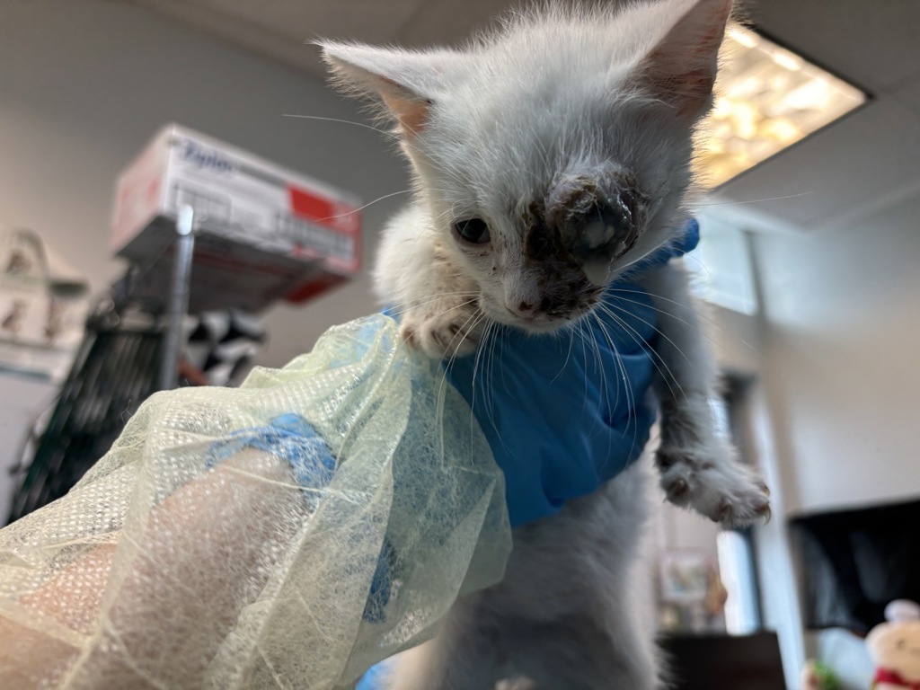 Shelter Stray Male Cat last seen Near Beach Avenue, BRONX, NY, 10460, 326 E 110th St, New York, NY 10029, USA